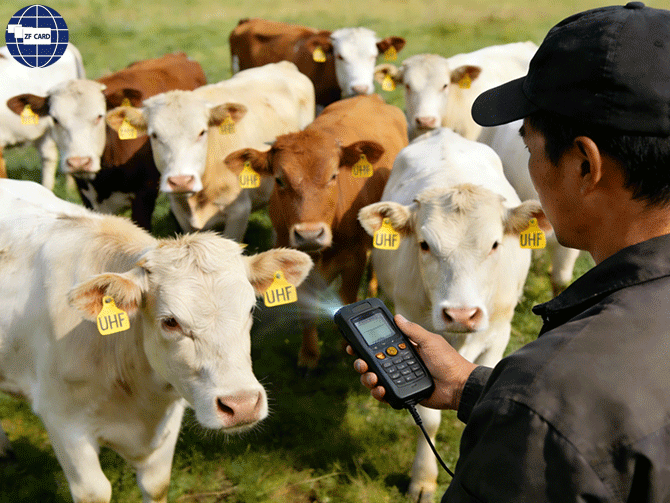 UHF Livestock Ear Tags: The Digital Backbone of Smart Animal Husbandry